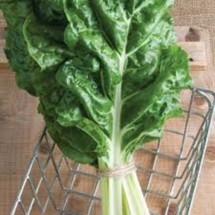 Swiss Chard Seeds – Fordhook