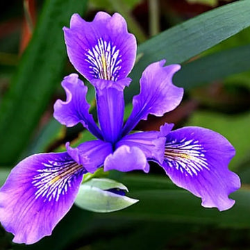 Elegant Japanese Iris Seeds – Flower Plant
