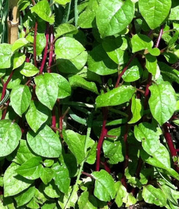 Spinach Seeds – Malabar