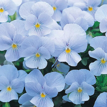 Pansy Seeds – Cloudless Sky Blue