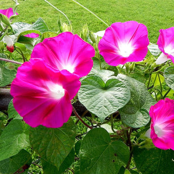 Morning Glory Seeds - Crimson Rambler