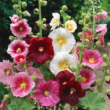 Hollyhock Seeds – Indian Spring