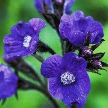 Drought-Tolerant Anchusa Seeds – Herbal Plant