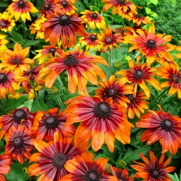 Rudbeckia Seeds – Autumn