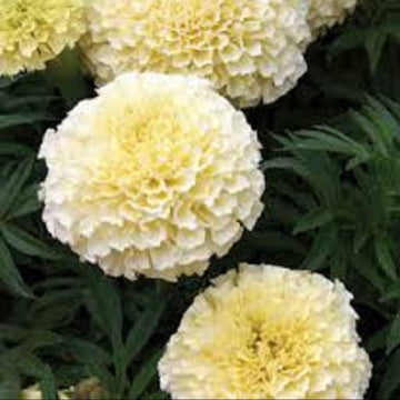 American Eskimo Marigold Seeds – Flower Plant