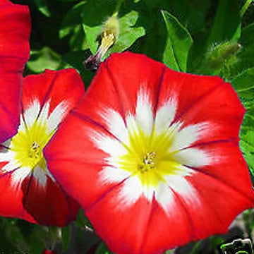 Dwarf Red Ensign Morning Glory Seeds – Flower Plant