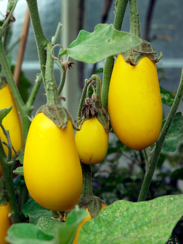Eggplant Seeds - Yellow