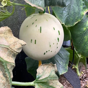Melon Seeds – White Leopard