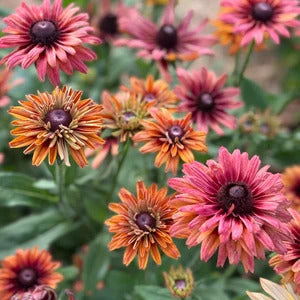 Rudbeckia Seeds – Hirta Sahara