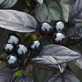Ornamental Pepper Seeds – Black Hawk