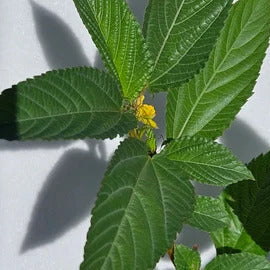 Jute Plant Seeds – Egyptian Spinach