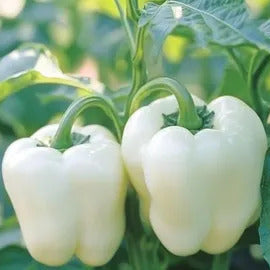 Pepper Seeds – Capsicum annuum