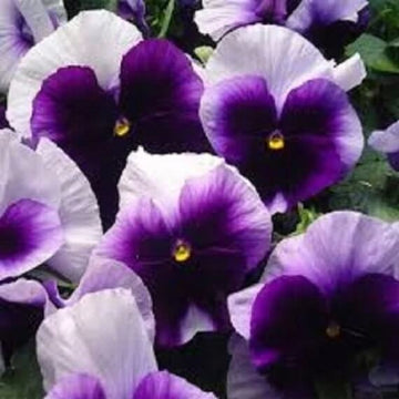 Pansy Swiss Giant Ullswater Beaconsfield Seeds