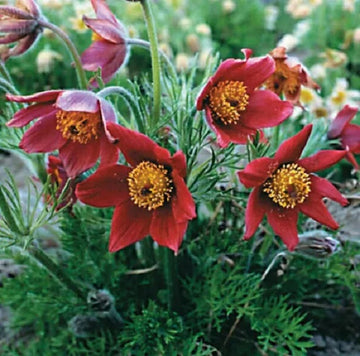 Anemone Seeds – red Pulsatilla