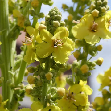 Mullein Seeds – Greek