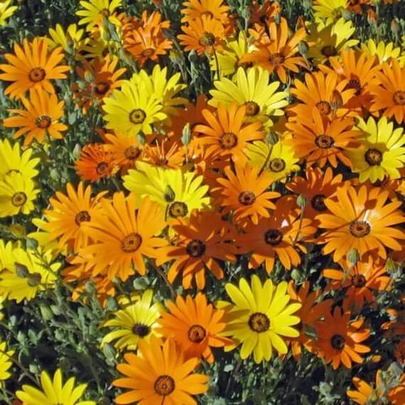 Dimorphotheca Seeds Dimorphotheca Aurantiaca African Daisy Seeds | Flower Seeds