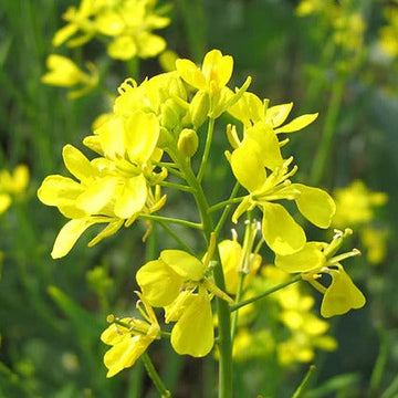 Mustard Seeds – Brown Brassica Juncea