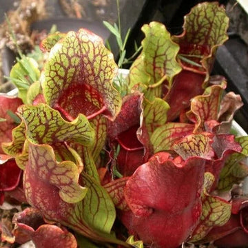 Sarracenia Purpurea Seeds – Purple Pitcher