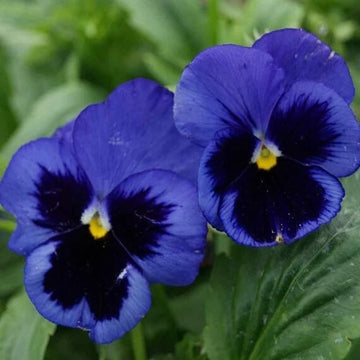 Pansy Seeds – Deep Blue