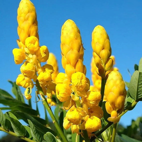 Drought & Heat Tolerant Senna Alata Seeds | Ornamental Plant Seeds