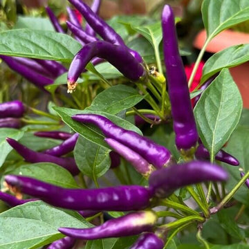 Buena Mulata Hot Pepper Seeds – Vegetable Plant