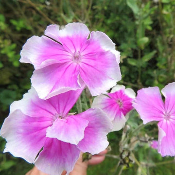 Lychnis Coronaria Seeds – Angel's Blush
