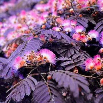 Chocolate Mimosa Seeds – Herbal Seeds