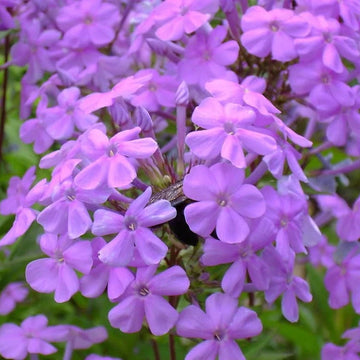 Phlox Seeds – Purple Tall