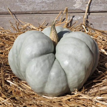 Gray Triamble Pumpkin Seeds – Vegetable Plant