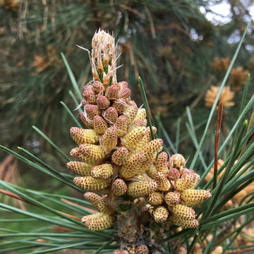 Japanese Black Pine Seeds - Herbal Plant