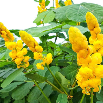 Senna Alata Seeds – Drought & Heat Tolerant
