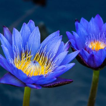 Lotus Seeds – Nymphaea caerulea Blue
