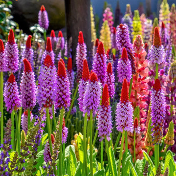 Primula Seeds – Vialii