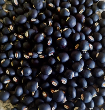 Pigeon Pea Seeds – Cajanus Cajan