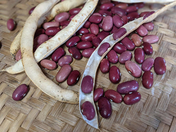 Pole Bean Seeds – Red Kidney