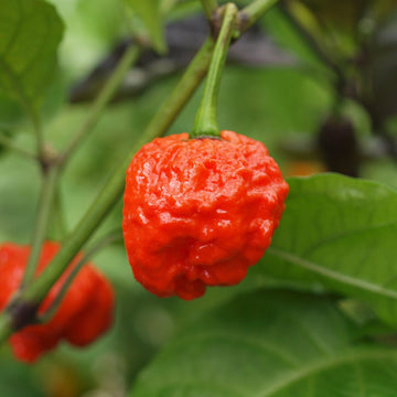 Hurt Berry Pepper Seeds – Vegetable Plant