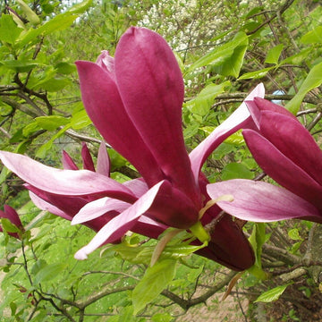 Magnolia Seeds – Liliiflora