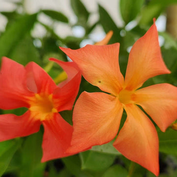 Mandevilla Seeds – Orange