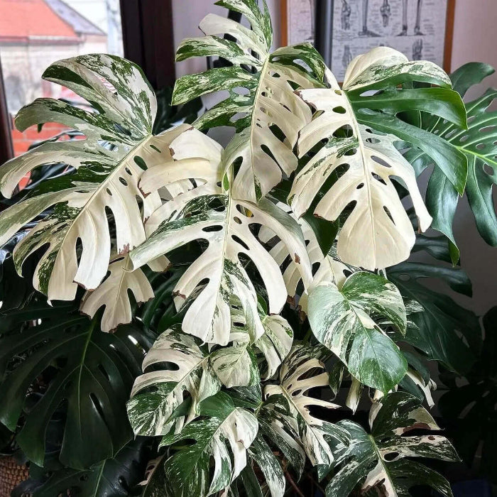 monstera albo seeds Variegated Albo Monstera Seeds