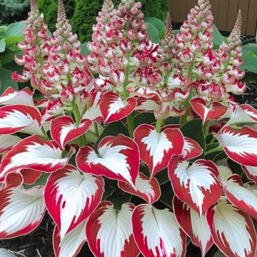 Hosta Seeds – White and Red