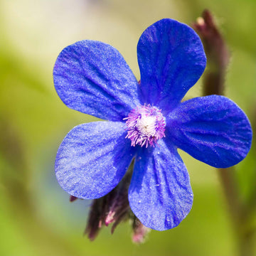 Anchusa Seeds – Blue