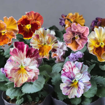 Pansy Seeds – Cut Flower
