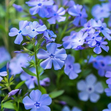 Blue Cutting Phlox Seeds – Flower Plant