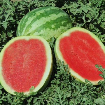 Crimson Sweet Watermelon Seeds – Vegetable Plant