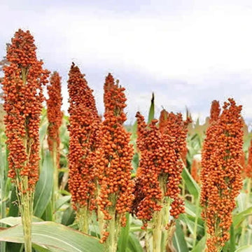 Sorghum Seeds – Red