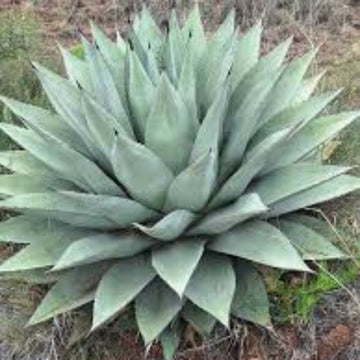 Agave Seeds – Parryi Green