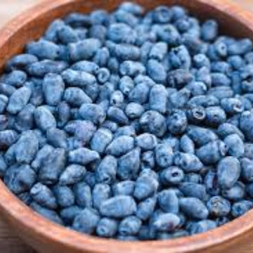 Berry Seeds - Haskap
