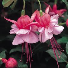 Light Pink Red Fuchsia Seeds - Flower Plant