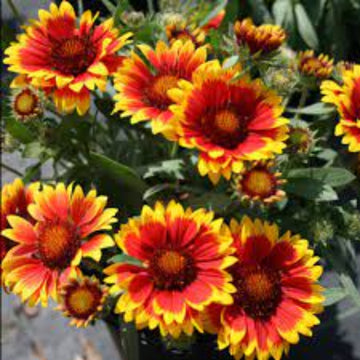 Goblin Gaillardia Seeds – Flower Plant