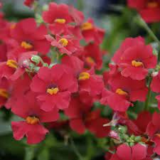 Forsythia Seeds – Red